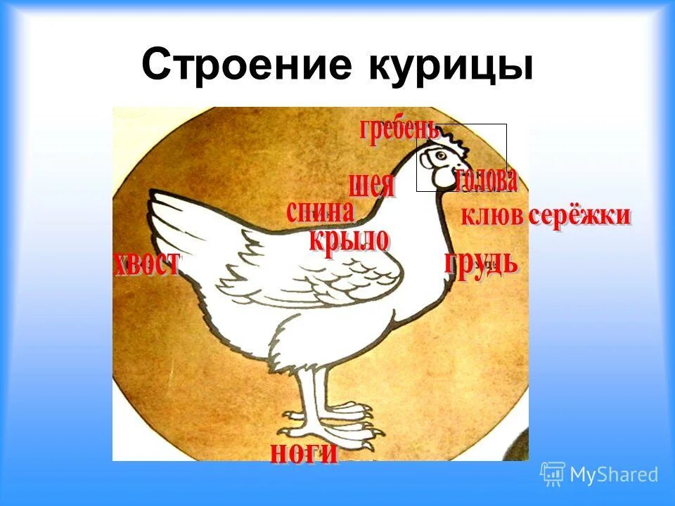 Как устроена курица. Строение курицы. курица строение тела. внешнее строение курицы. внутреннее строение курицы.
