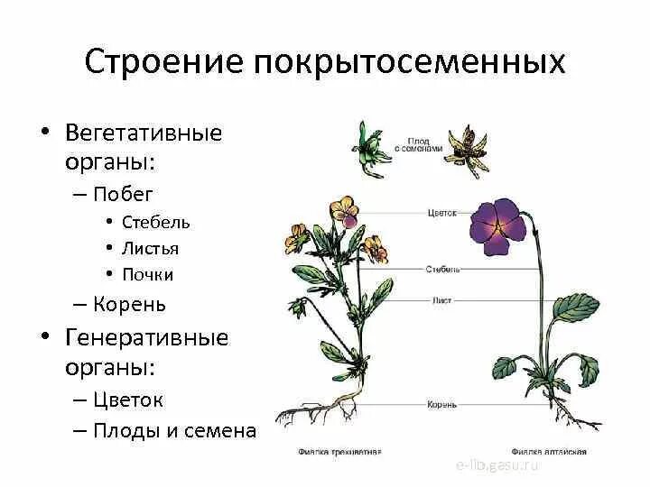 Внешнее строение растений примеры Картинки РИСУНОК ВНЕШНЕЕ СТРОЕНИЕ РАСТЕНИЯ