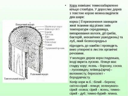 Функции древесины в стебле