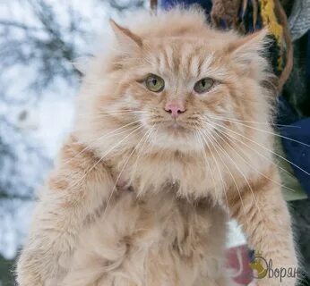 Сибирский рыжий кот
