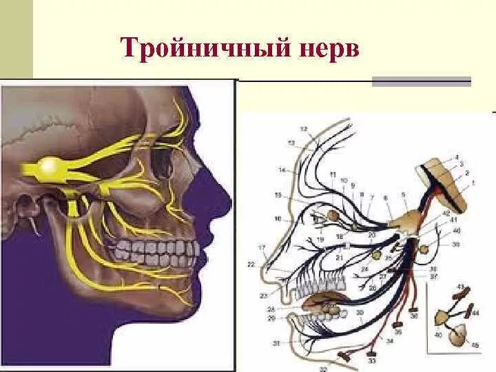 Топография тройничного нерва. Проекция ветвей тройничного нерва. Тройничный нерв анатомия схема. Карта лицевых нервов