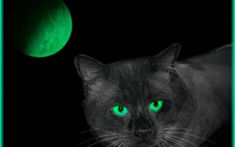 Зелено черный кот