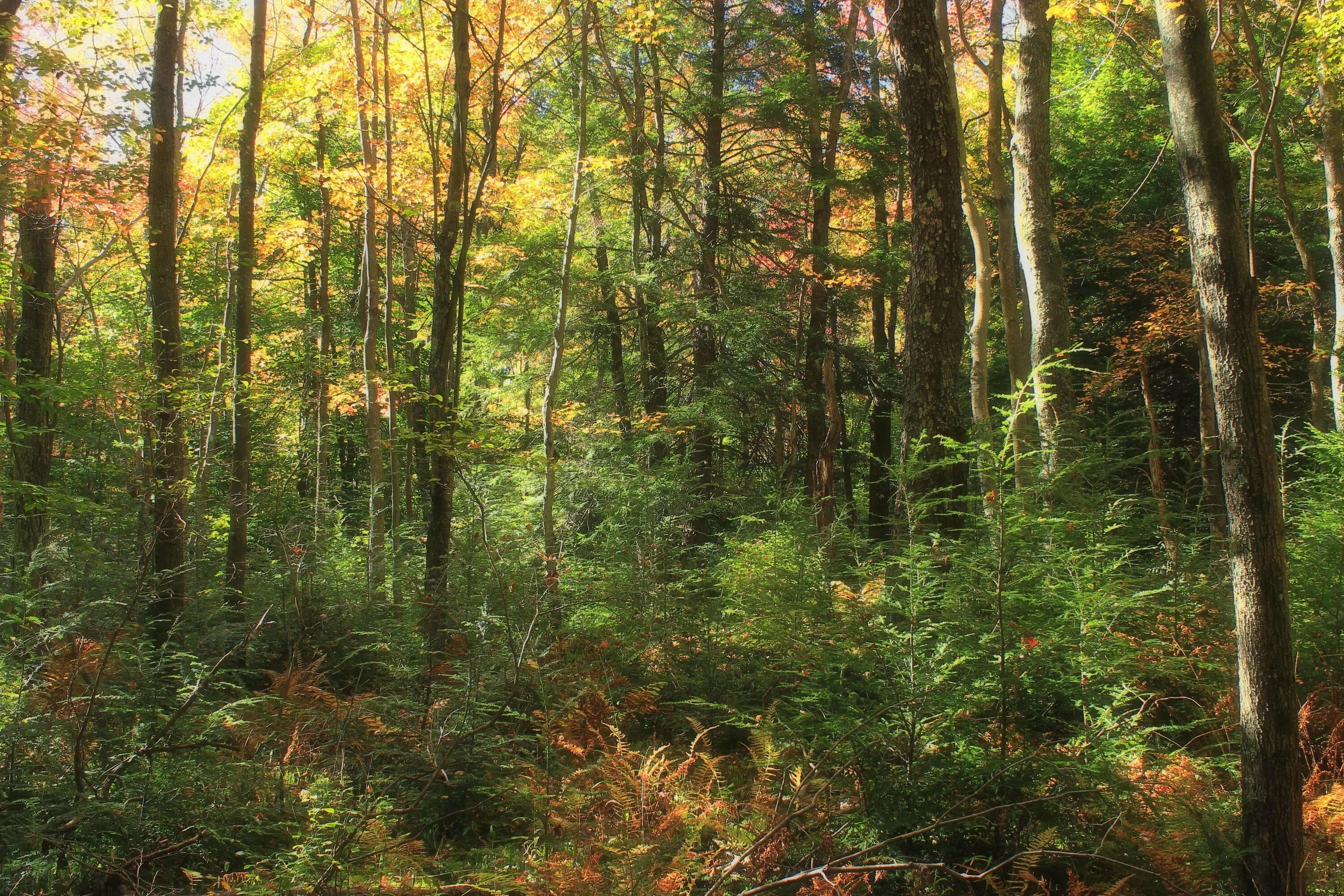 Зона широколиственных лесов. Смешанные хвойно-широколиственные леса. Растения смешанных лесов. Леса природной зоны. Смешанные хвойно-широколиственные леса.