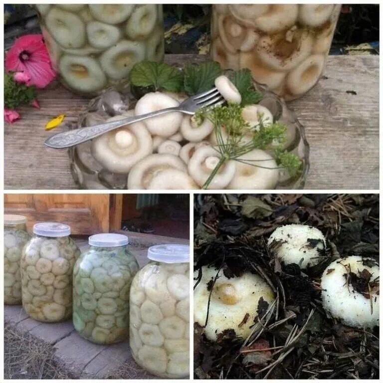 Грузди соленые. Можно ли замораживать груздь. Грузди соленые. Заморозка шампиньонов на зиму. Грузди соленые.