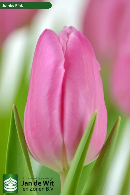 Тюльпан джамбо пинк фото. Тюльпан джамбо пинк. Тюльпан jumbo pink. Сорт тюльпана джамбо пинк. Сорт тюльпана джамбо пинк.