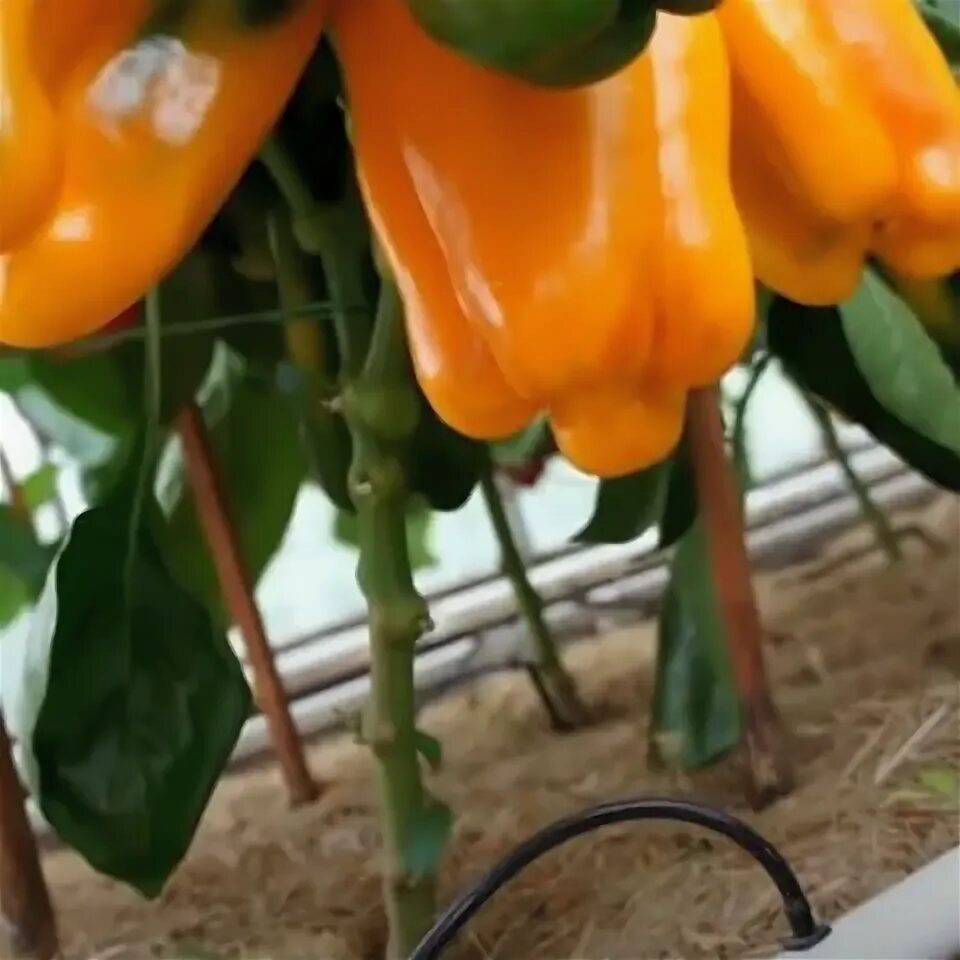 Перец дыня