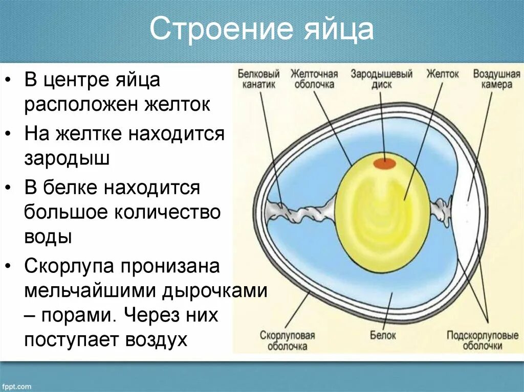 Особенности яйца птиц. Строение яйца. Схема строения яйца. Строение яйца птицы. Строение яйца курицы.