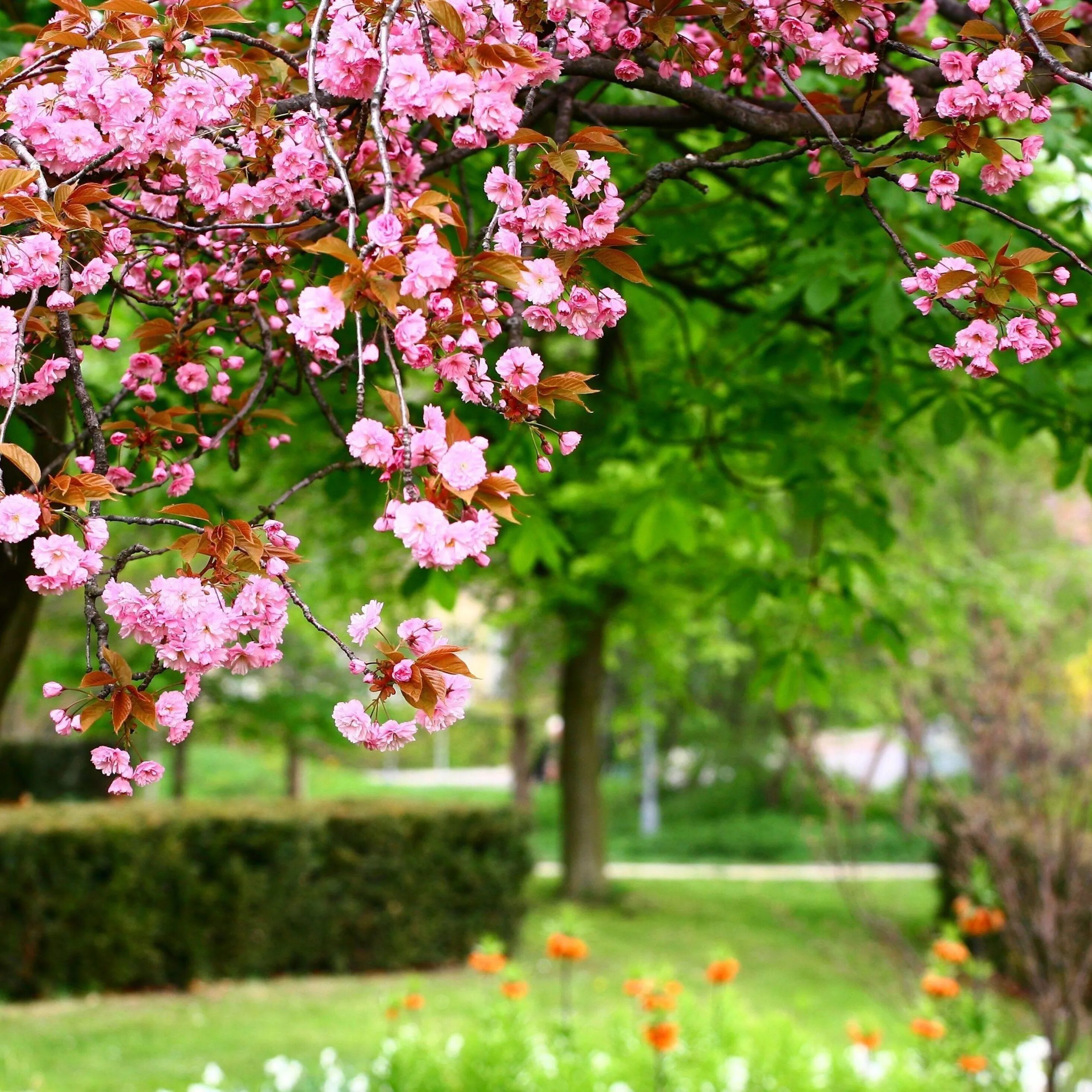 Дурманом веяло когда цвели сады. Цветущие деревья. Весенняя природа. Весенний сад.