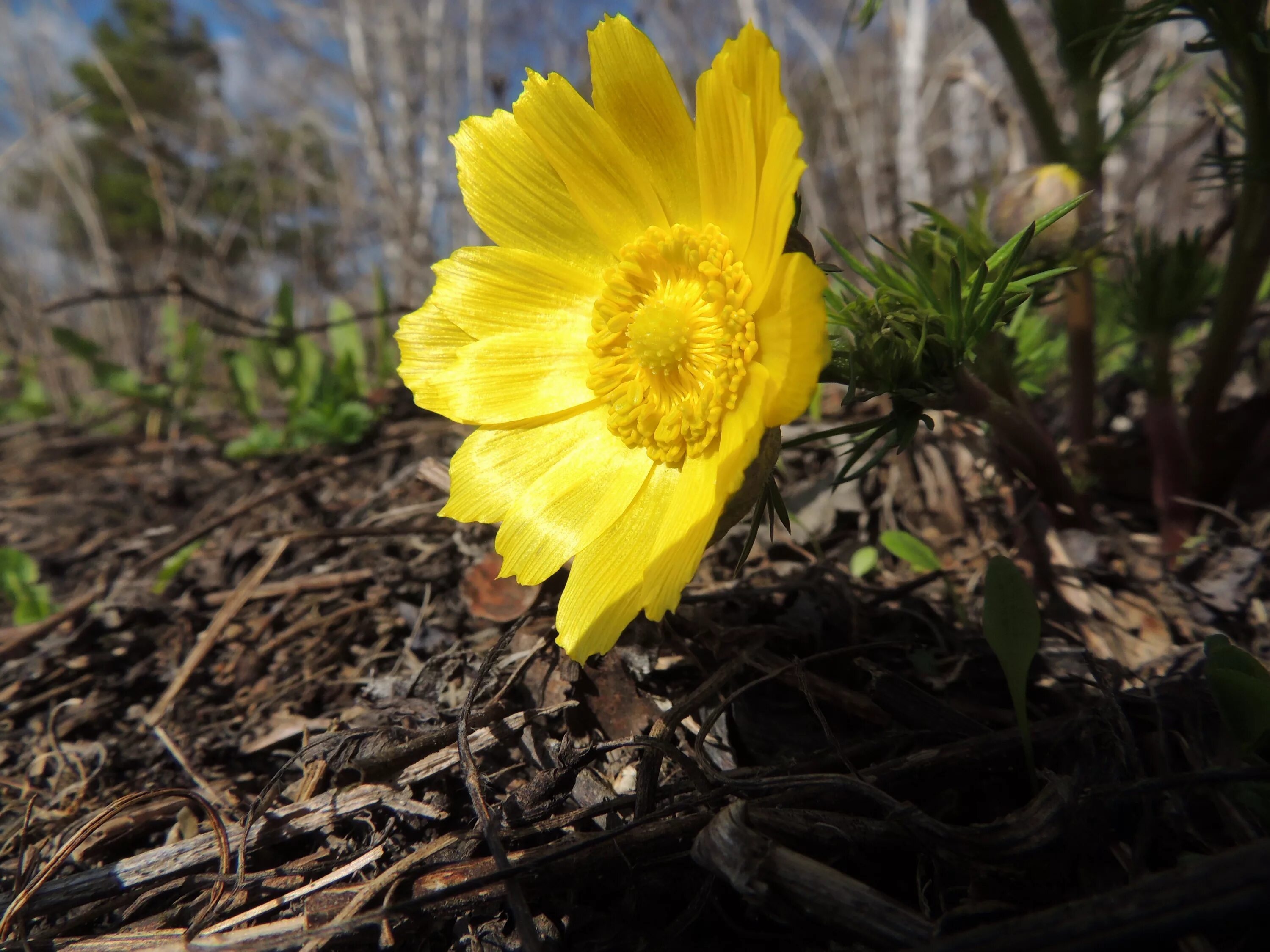 Адонис амурский. Адонис амурский. Горицвет амурский. Адонис весенний (стародубка, горицвет). Адонис амурский.