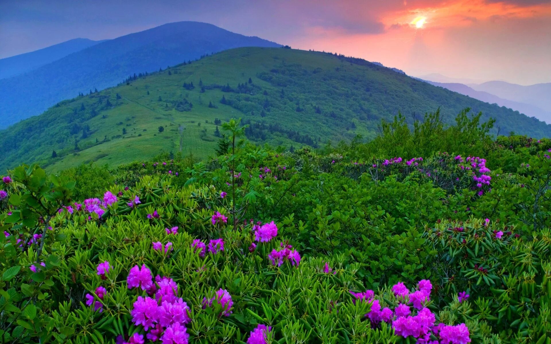 Природа и цветы. Роза Аппалачи. Рододендрон Архыз. Роза Аппалачи канадская. Маральник на Алтае.