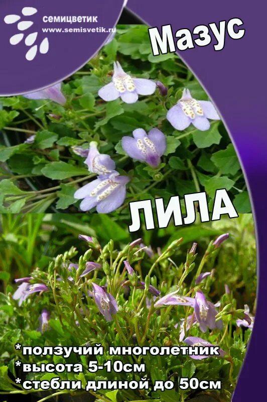 Мазус ползучий цветок. Мазус ползучий (mazus reptans). Мазус купить семена