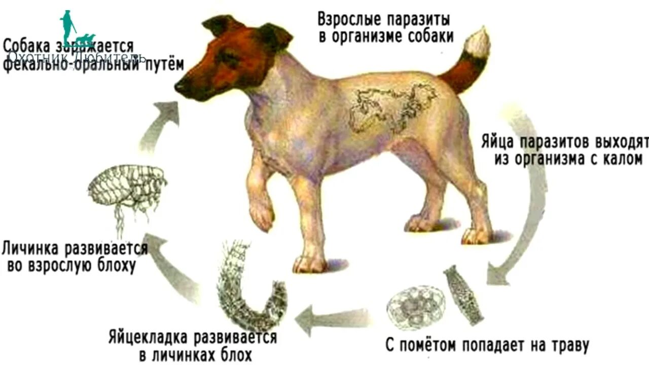 Как вывести питомца