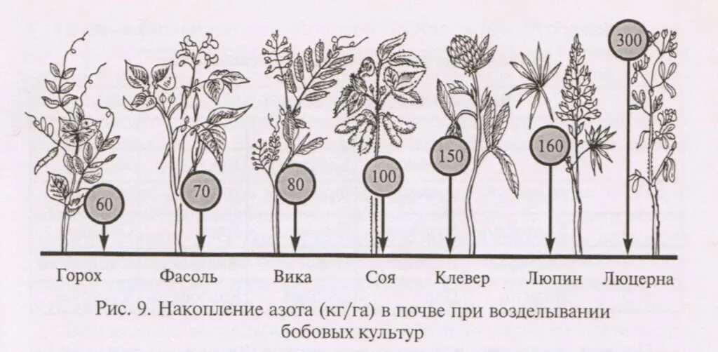 Фазы роста гороха. Фазы развития культур. Схемы различных видов посева. Фазы зернобобовых культур.