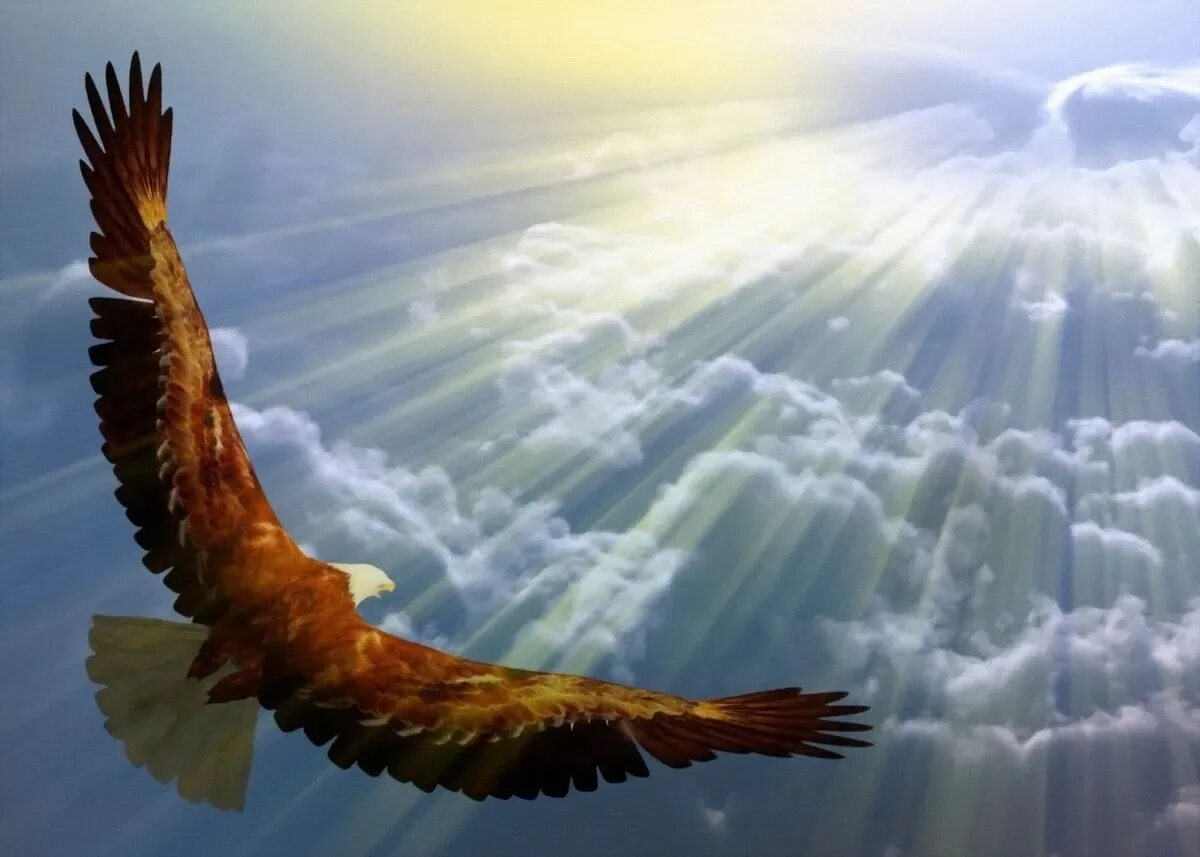 Столица вольная птица. Орел парящий высоко в небе. Парить в небесах. Полет орла на рассвете. Свобода Орел.