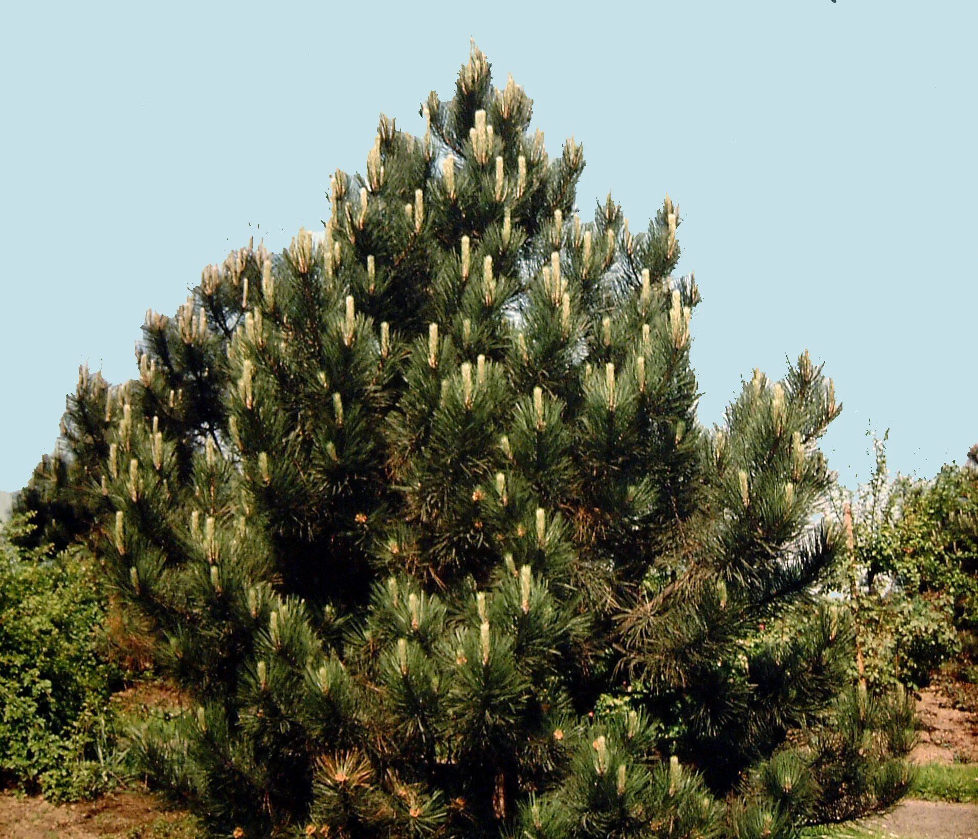 Сосна нигра описание. Сосна Pinus nigra. Pinus nigra nigra. Сосна черная Нигра. Сосна чёрная Pinus nigra var austriaca.