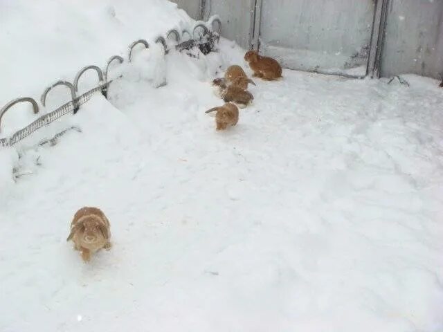 Какую температуру выдерживают коты зимой. Хомяк на улице. хомяк на улице зима. морские свинки зимой на улице. выгул хомяка.
