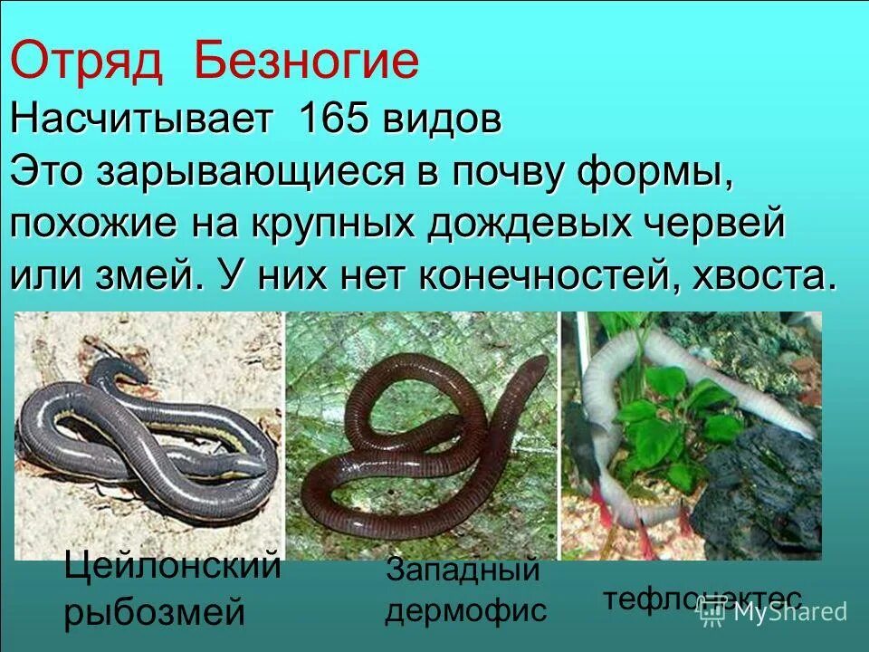 характеристика безногих земноводных. класс амфибии отряд безногие представители. отряд безногие земноводные общая характеристика. биология 7 класс безногие земноводные. отряд безногие червяги.