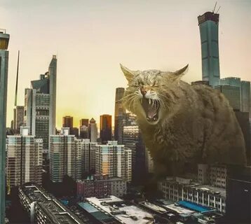 Включи большой кот