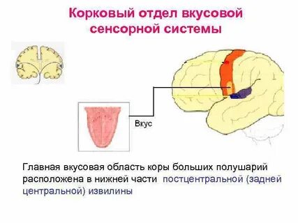Вкусовые зоны коры больших полушарий