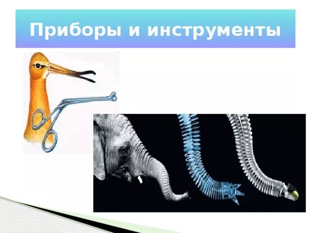 Бионика примеры животных. Бионика. бионика приборы и инструменты. бионика наука. бионика это в биологии.