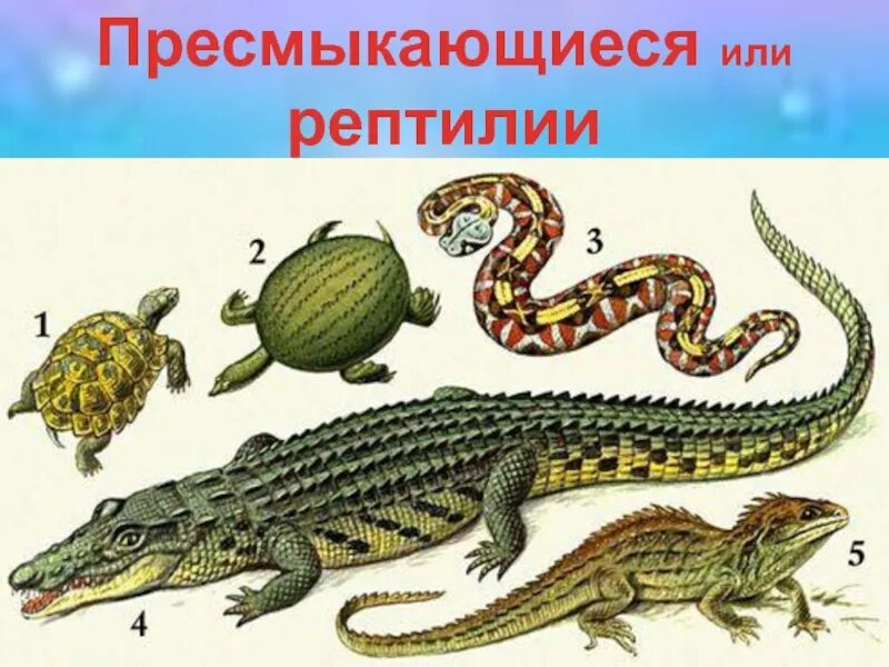 Назовите 3 пресмыкающихся. Пресмыкающиеся рептилии 2 класс. Группа пресмыкающиеся 3 класс. Крокодилы это земноводные или пресмыкающиеся. Класс земноводные класс пресмыкающиеся.