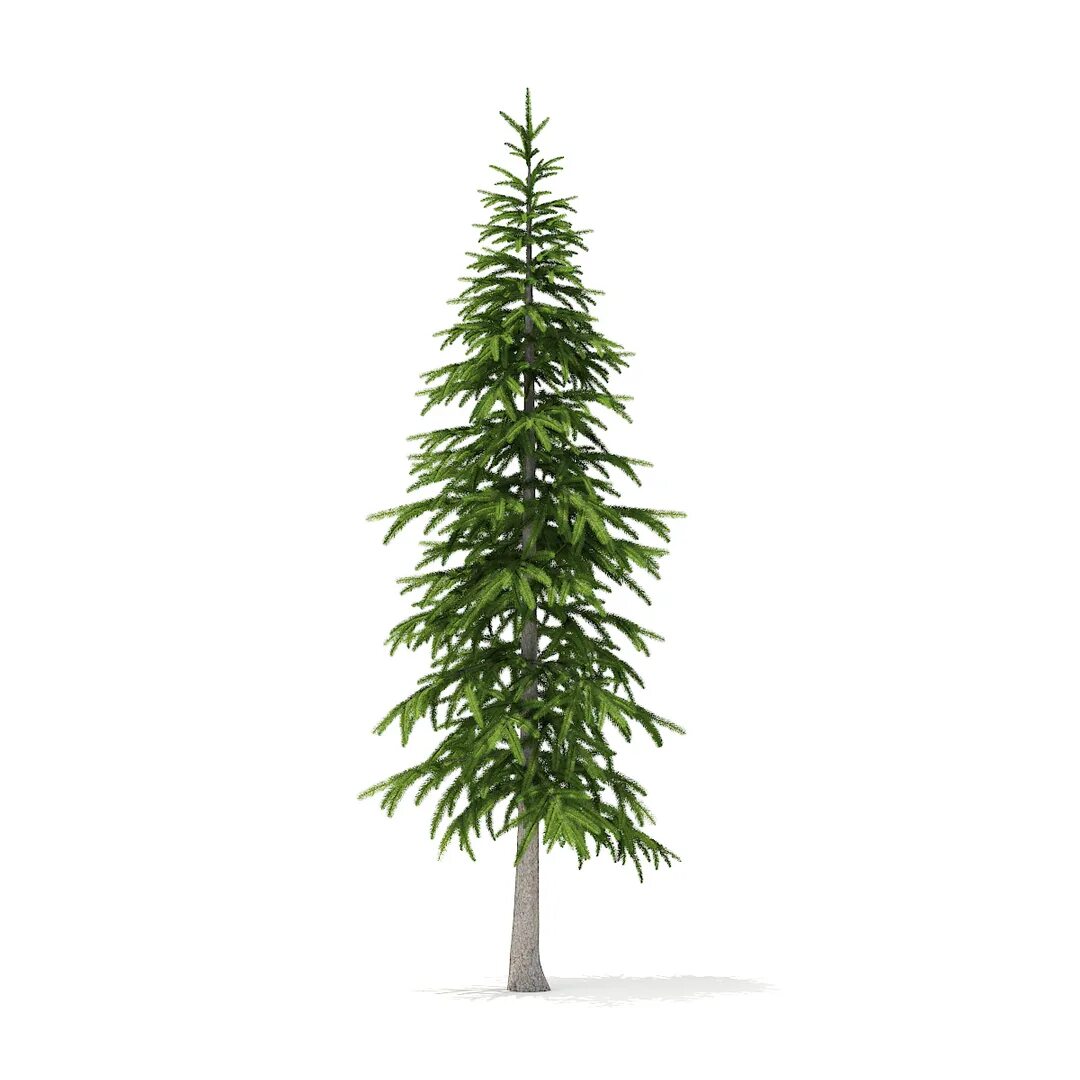 Ель 3д модель. Fir tree 3d model maxtree. cgaxis - winter conifer trees collection – volume 98. 3d ель revit. ель модель.