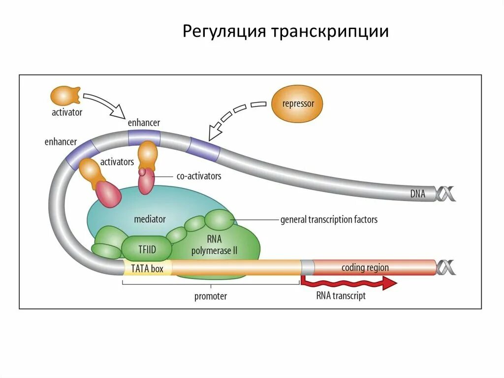 Ментальная регуляция. Энхансеры и регуляция транскрипции.. схема процесса регуляции транскрипции. регуляция транскрипции и трансляции у эукариот. процесс регуляции транскрипции.
