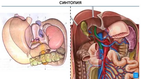 Синтопия