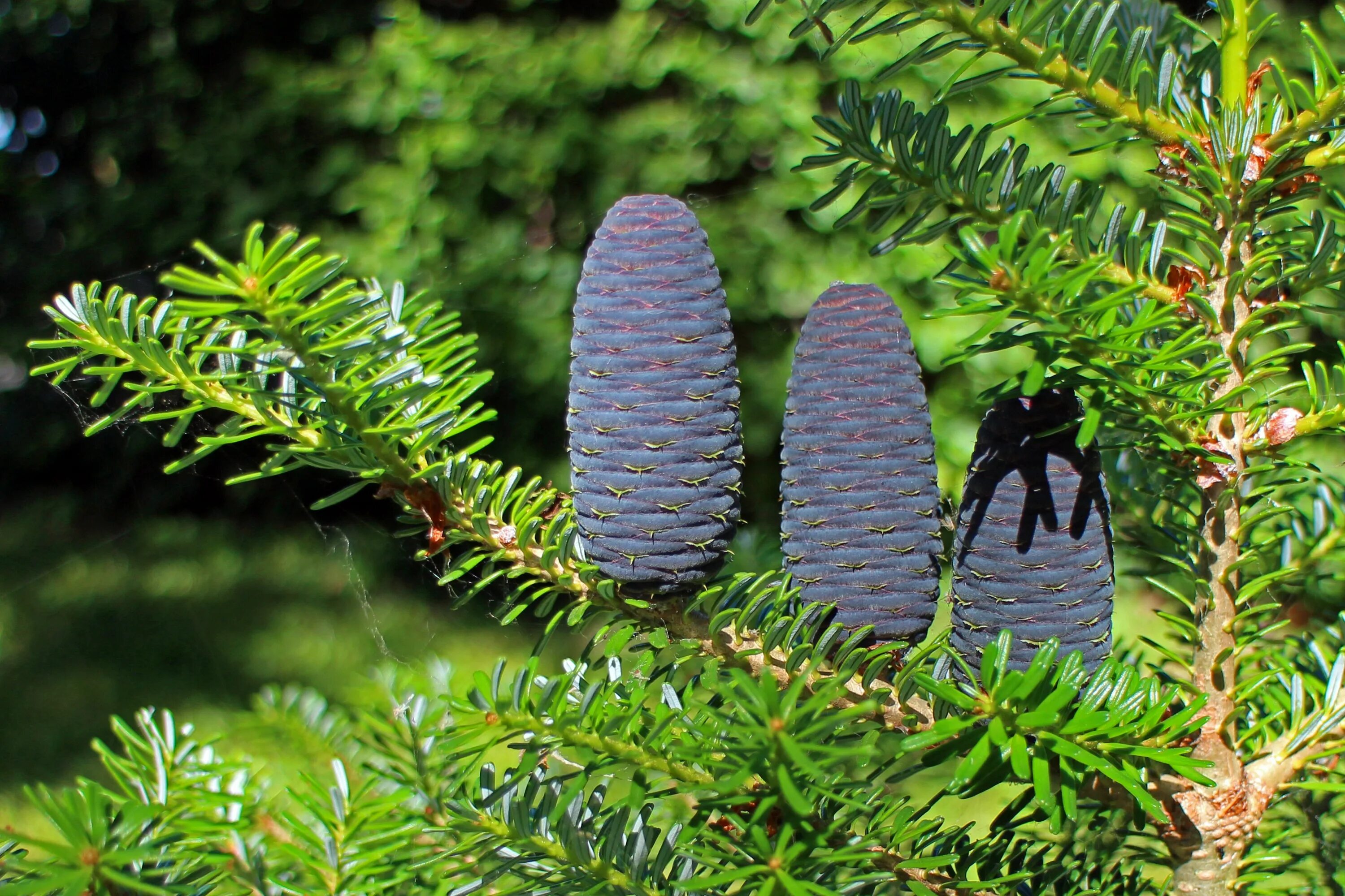 Пихта Лесная Уральская. Пихта Сибирская (Abies sibirica) шишки. Абиес Нордмана. Пихта Кавказская Нордмана шишки.