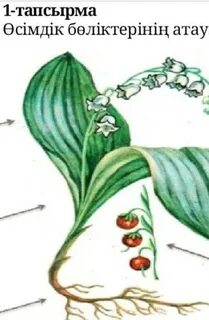 Әйел мен белдіктегі орыс порносы