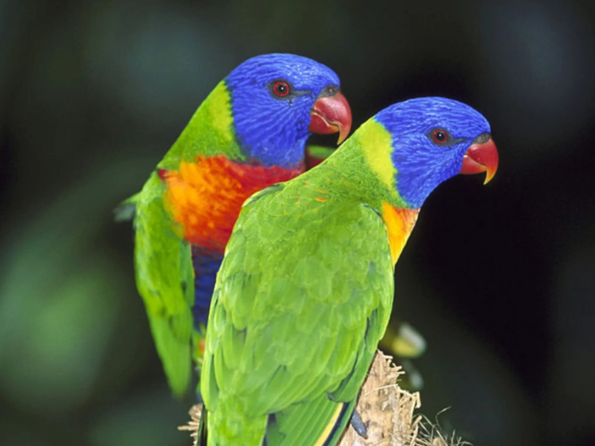 Parrots are smaller than pandas