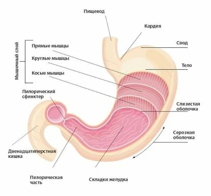 Строение желудка человека анатомия. Строение желудка человека анатомия схема. Анатомические структуры желудка. Внутреннее строение желудка человека. Строение желудка кратко