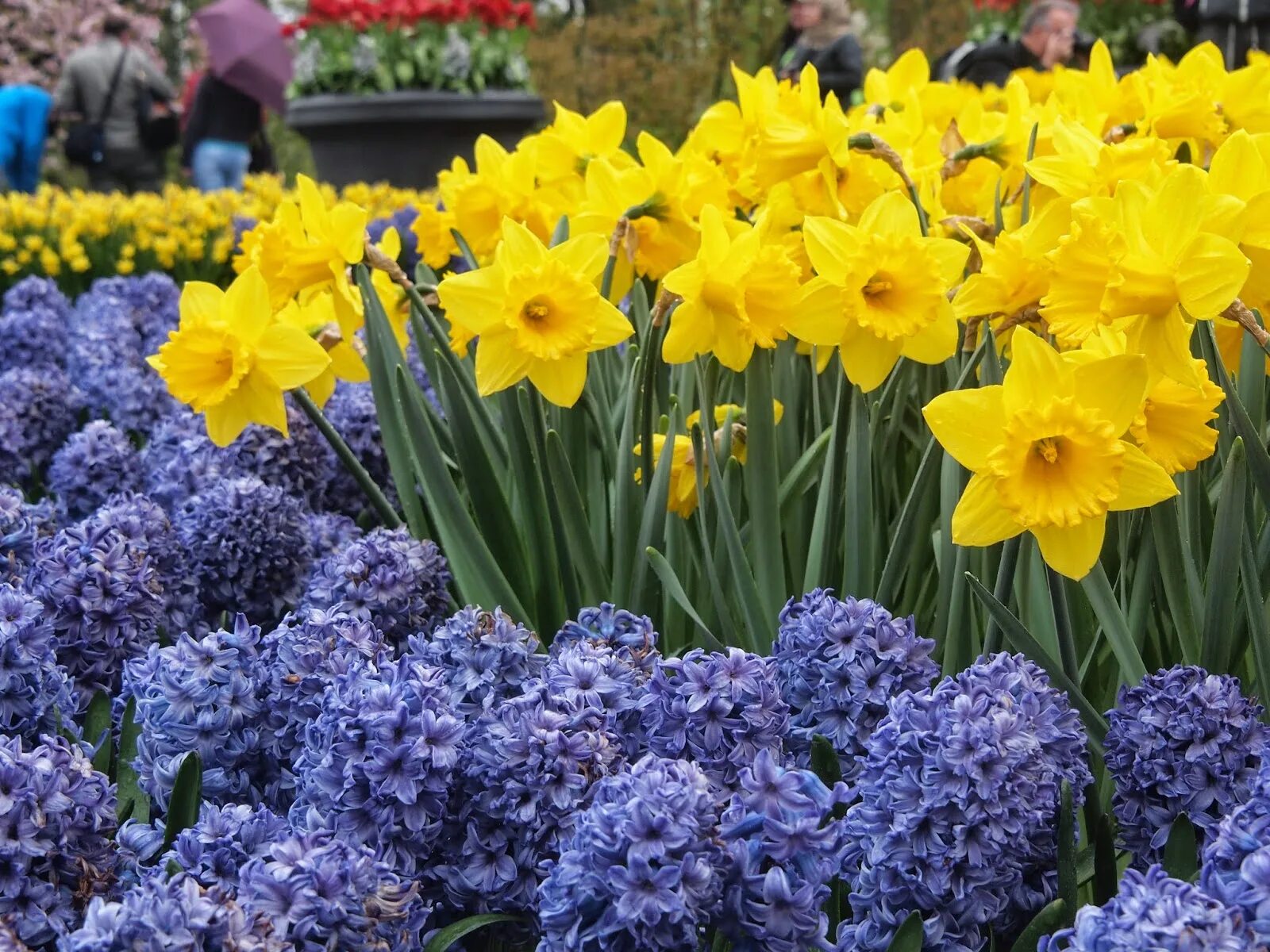 Нарциссы в апреле. Мускари крокус тюльпан гиацинт. гиацинт, мускари, нарцисс. мускари крокусы гиацинты. гиацинтовые нарциссы.