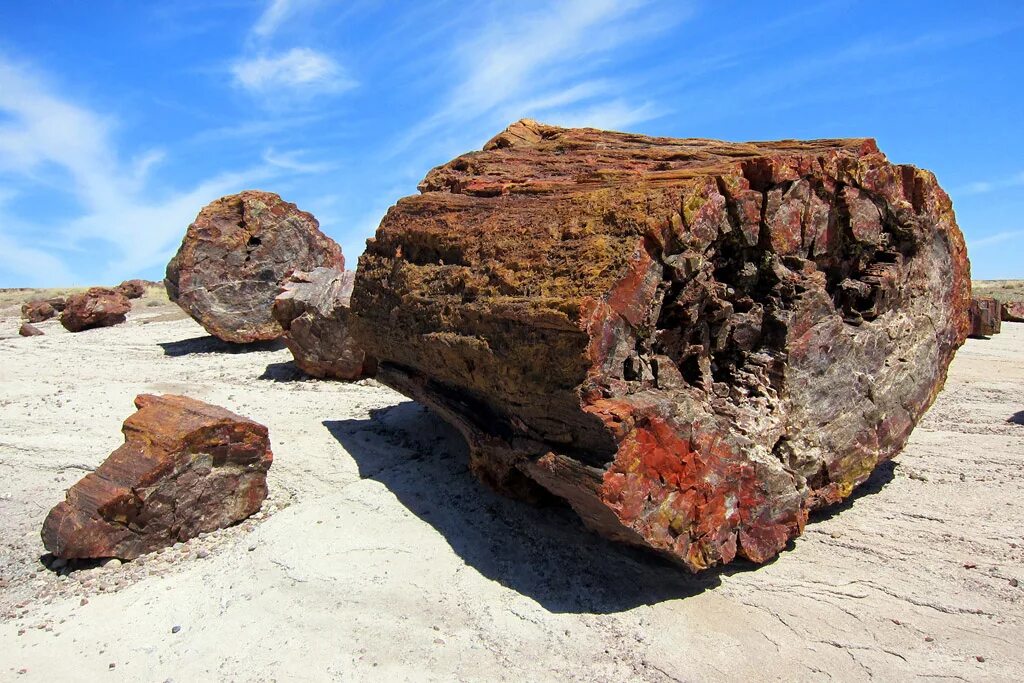 П. Древние минералы. Каменная летопись земли окаменелости. Окаменелое дерево. Окаменелое дерево кварцит.