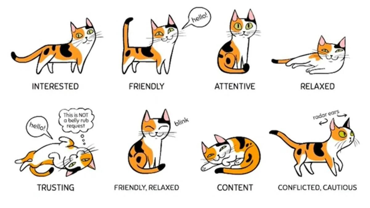 Эмоции кота по хвосту. Настроение кошки. Язык общения кошек. Язык жестов кошек.
