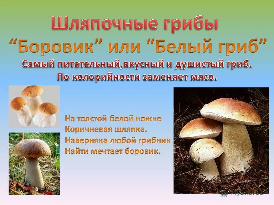 Грибы Шляпочные Боровик. Шляпочные грибы белый гриб. Съедобные Шляпочные грибы. Боровик шляпочный гриб или нет. Шляпочные грибы состоят из шляпки