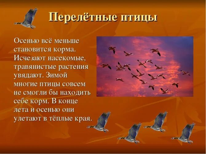 Птицы которые улетают в теплые. Перелетные птицы. доклад о перелетных птицах. перелетные птицы 1 класс. проект перелетные птицы.