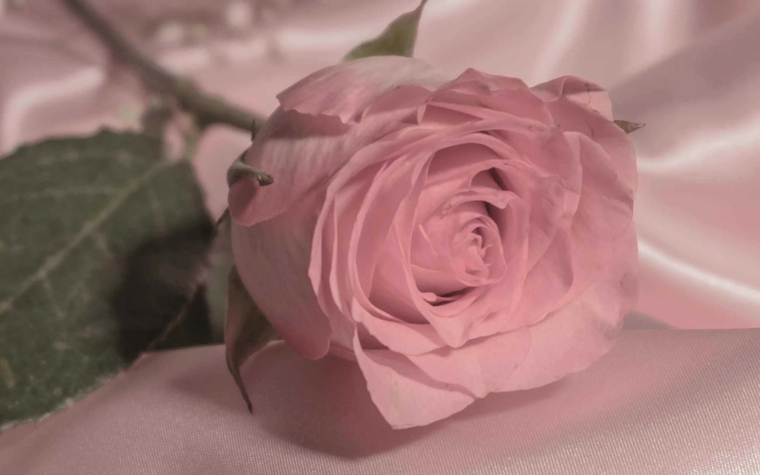 Нежные розы. Нежные розовые розы.