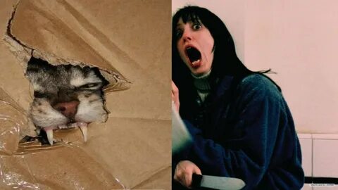 Cursed cat