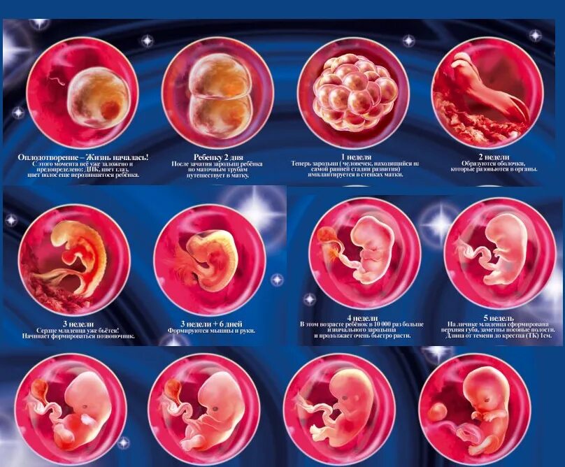 Как выглядит зародыш по неделям. Эмбрион 1 месяц беременности размер. Развитие плода пинеделям.