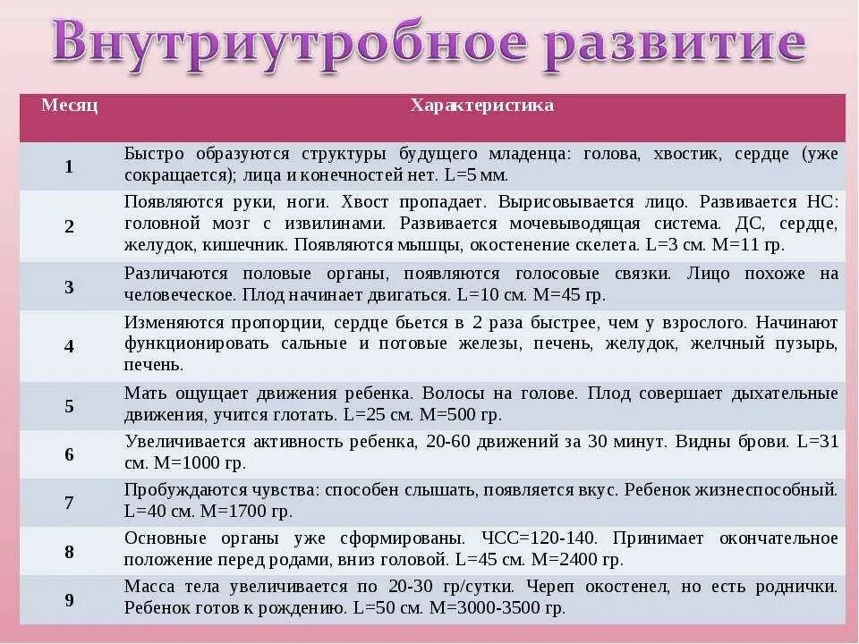 Периоды внутриутробного развития плода. Внутриутробное развитие ребенка основные периоды. Этапы внутриутробного развития. Этапы внутриутробного развития ребенка.