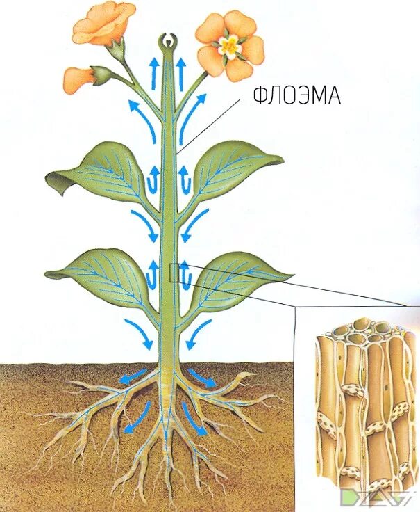 Передвижение веществ по стеблю 6 класс. Ксилема и флоэма корня. Флоэма корня растений это. Передвижение Минеральных веществ по стеблю растений. Движение питательных веществ по растению.
