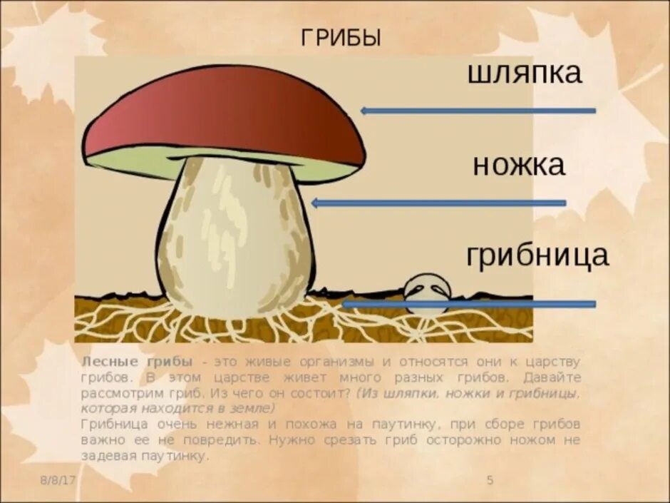 Главная часть любого гриба. Строение шляпки шляпочных грибов. Гриб строение шляпочного гриба. Строение шляпочного гриба описание. Гриб строение грибница шляпка ножка.