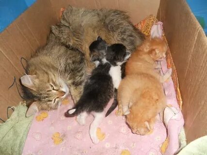 Кошка окотилась