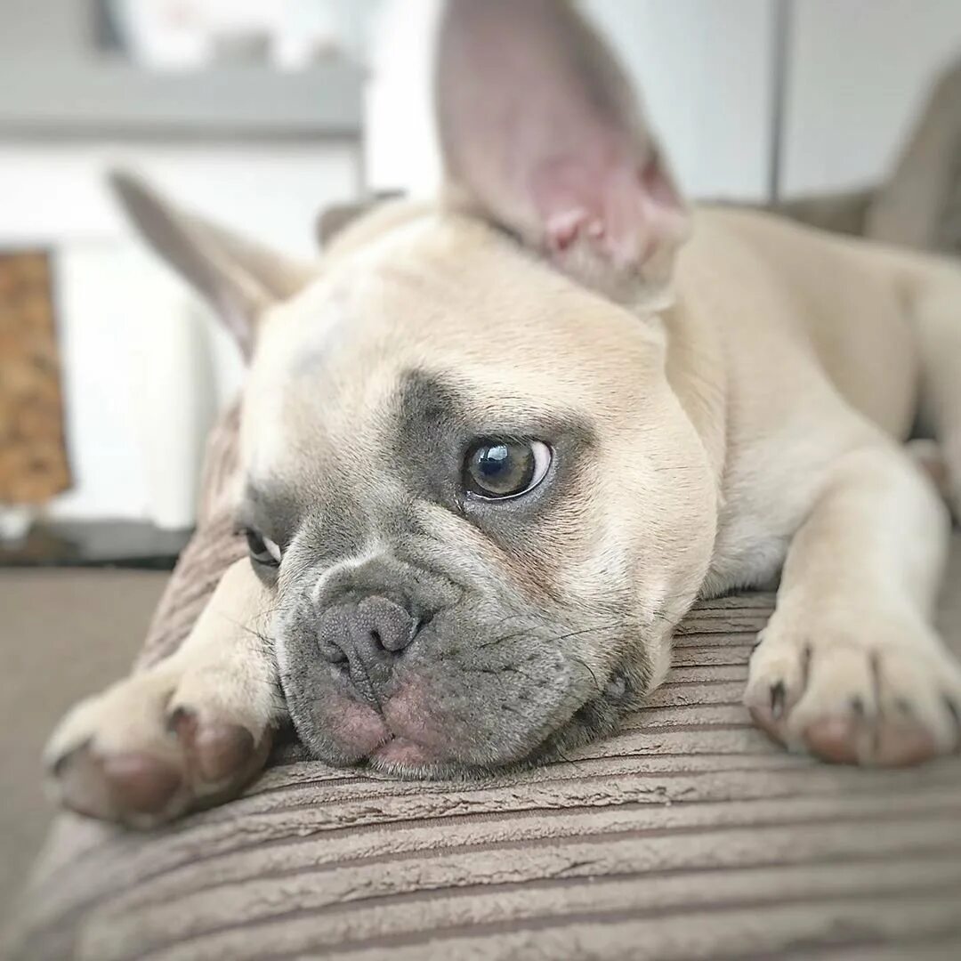 французский бульдог палевый соболь. лиловый фавн французский бульдог. лиловый фавн французский бульдог. французский бульдог палевый соболь. карамболик французские бульдоги.