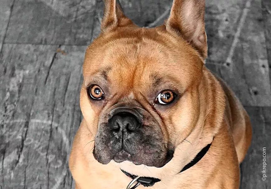 Французский бульдог красный палевый. Французский бульдог палевый окрас. Староанглийский бульдог. Карамелька бульдог. Бульдог щенок.