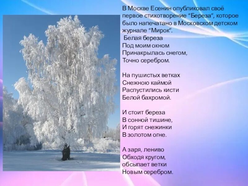 Учить стих есенина береза. Сергей есенин белая береза. стихотворение есенина белая береза текст. есенин береза. стихотворение сергея есенина береза.