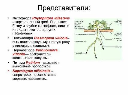 Грибы строение и жизнедеятельность
