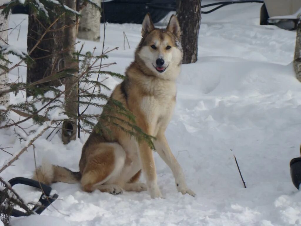 Енотовидная собака. Чао пермь. Памятник собаке спасателю в перми. Енотовидная собака пермский зоопарк. Собака пермского края.