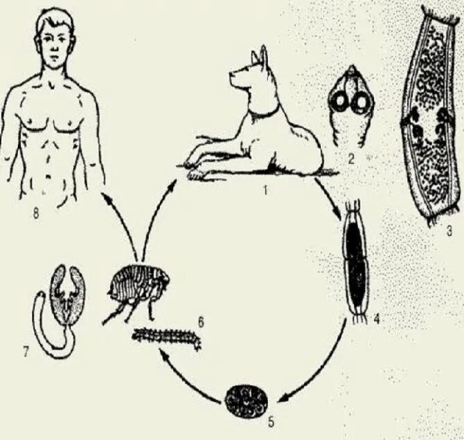 Цикл развития происходит со сменой хозяев. Dipylidium caninum жизненный цикл. жизненный цикл тыквовидного цепня схема. тыквовидный цепень цикл. жизненный цикл паразитов гельминтов.